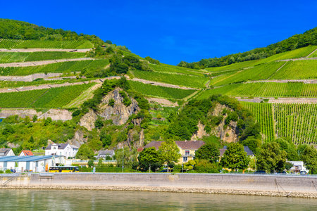 Vineyards and river in Ruedesheim Assmannshausen, Rudesheim am Rhein Rhine, Rheingau-Taunus-Kreis, Darmstadt, Hessen, Germany.の写真素材
