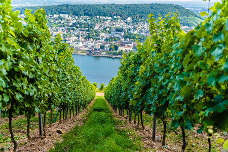 Leaves of grape bushes of vineyard in Ruedesheim am Rhein Rhine, Rudesheim, Rheingau-Taunus-Kreis, Darmstadt, Hessen, Germany.の写真素材