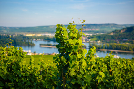 Leaves of grape bushes of vineyard in Ruedesheim am Rhein Rhine, Rudesheim, Rheingau-Taunus-Kreis, Darmstadt, Hessen, Germany.の写真素材