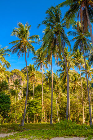 Coconut palms and rocks near the water, Tonsai Bay, Railay Beach, Ao Nang, Krabi, Thailand.の写真素材