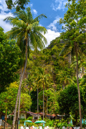 Palms and bungalows near the cliffs on Ao Phra Nang Beach, Railay east Ao Nang, Krabi, Thailand.の写真素材