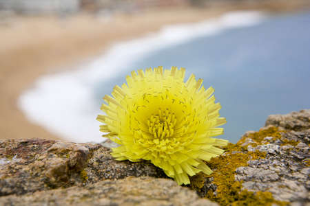 a photo of flower and sea out of focusの写真素材