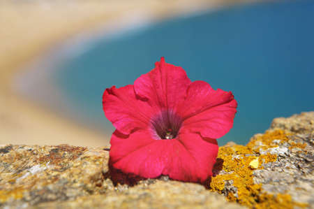 a photo of red flower and sea out of focusの写真素材