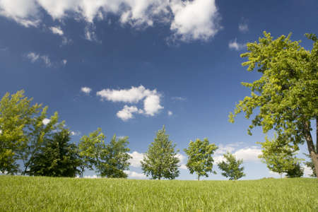 a photo of green trees on the lawn in summerの写真素材
