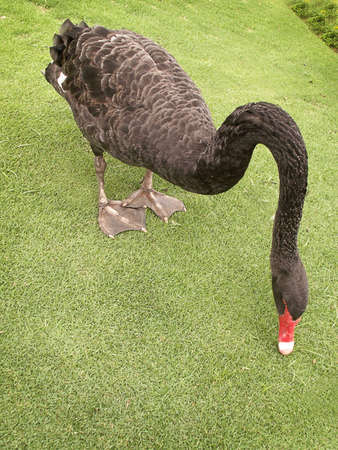 Graceful black swan sticks it's neck out.の写真素材