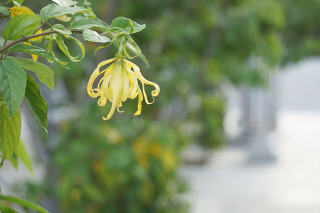 Cananga odorata or Ylang-ylang flower with leaves have blur concrete walkway as background.の写真素材