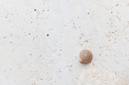 Empty brown snail shell on rough concrete floor use as texture or background.の写真素材