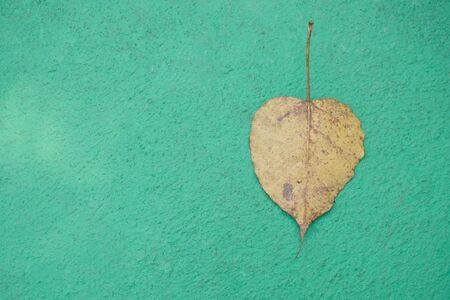 Dry Ficus religiosa or Sacred fig on green cement as background.の写真素材