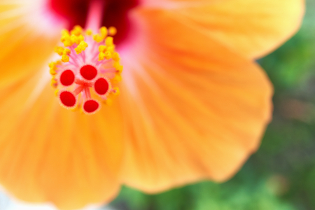 Close up red and yellow pollen with blur orange Hibiscus rosa sinensis and green leaves as background in garden.の写真素材
