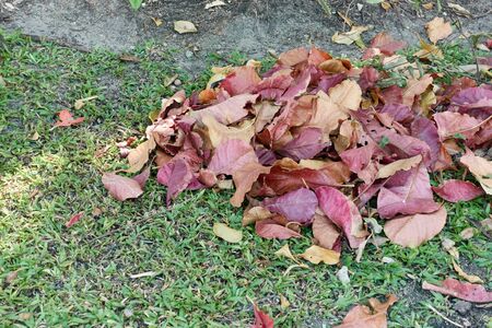 Close up pile colorful dry leaves on grass in garden as background. Cleaning works concept.