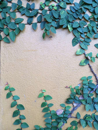 Plant growth up on wall