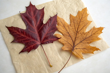 Autumn maple leaf on a white background. Autumn background. Copy space.の素材