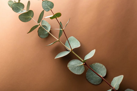 Eucalyptus branches on brown background, flat lay. Space for textの素材