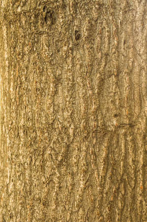 The bark in the gardenの写真素材