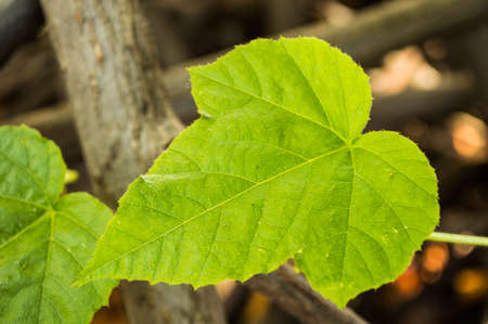 The leaf in the gardenの写真素材