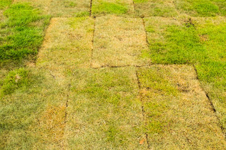 The japanese grass in the gardenの写真素材