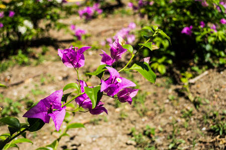 The blue flower in the gardenの写真素材