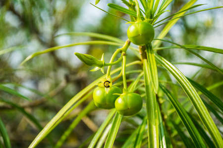 The flower in the gardenの写真素材