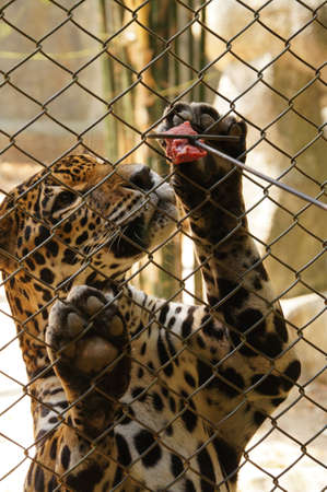 feeding the leopard