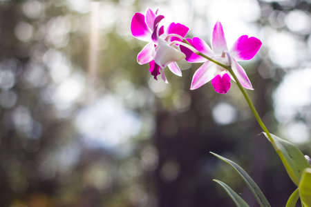 Beautiful orchid の写真素材