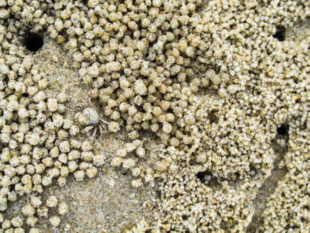 crab  s home 1の写真素材