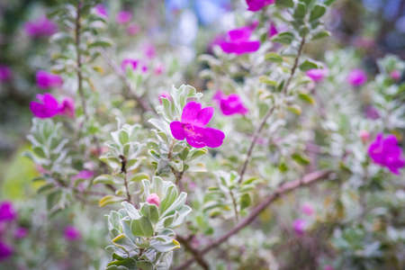 beautiful fresh flowers