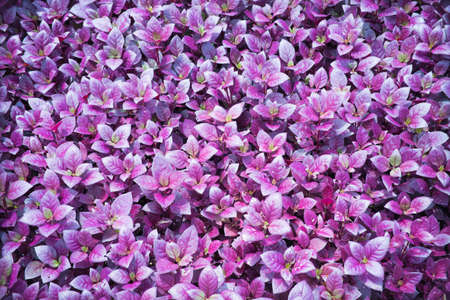 flowerの写真素材