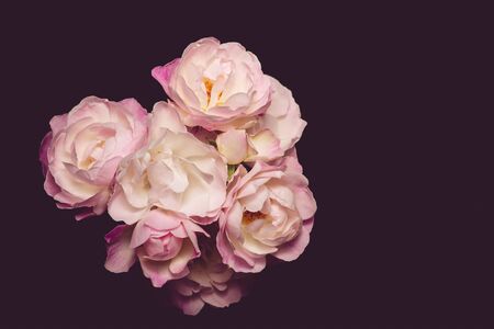 Beautiful flowers growingの写真素材