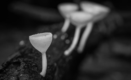 champagne mushroomの写真素材
