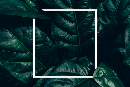 Creative layout made of green leaves. Flat lay. Nature concept