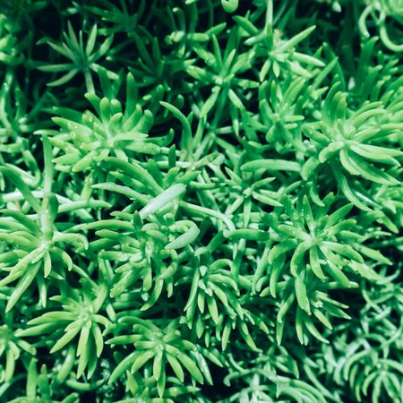 Creative layout made of green leaves. Flat lay. Nature conceptの写真素材