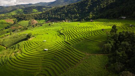 Top view of the rice paddy fields in northern Thailandの写真素材