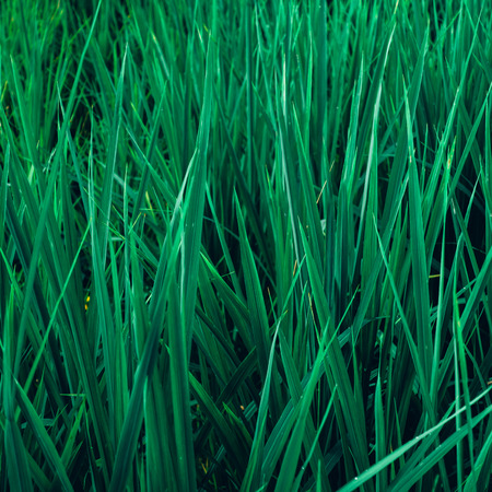 Creative layout made of green leaves. Flat lay. Nature conceptの写真素材