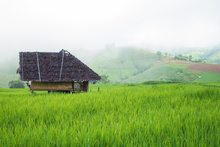 Top view of the rice paddy fields in northern Thailandの写真素材