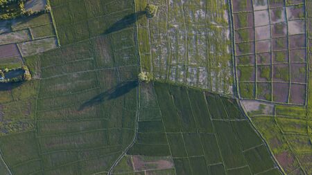 Top view of the rice paddy fields in northern Thailand