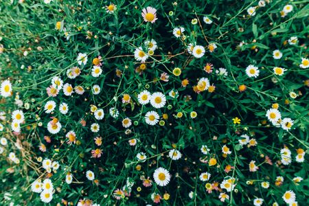 Creative layout made of green leaves. Flat lay. Nature conceptの写真素材
