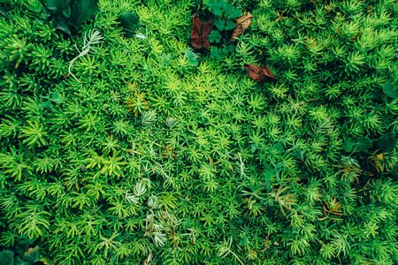 Creative layout made of green leaves. Flat lay. Nature conceptの写真素材
