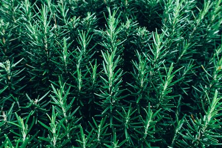 Creative layout made of green leaves. Flat lay. Nature conceptの写真素材