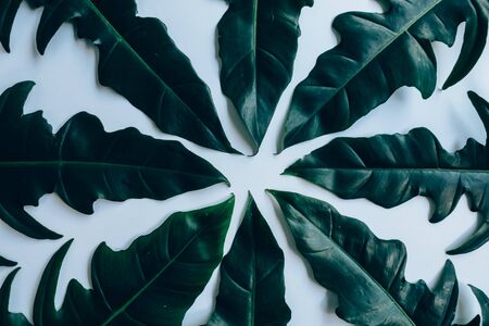 Creative layout made of green leaves. Flat lay. Nature conceptの写真素材