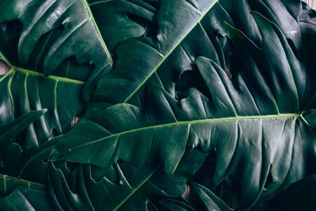 Creative layout made of green leaves. Flat lay. Nature conceptの写真素材