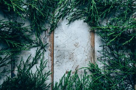 Creative layout made of green leaves. Flat lay. Nature conceptの写真素材