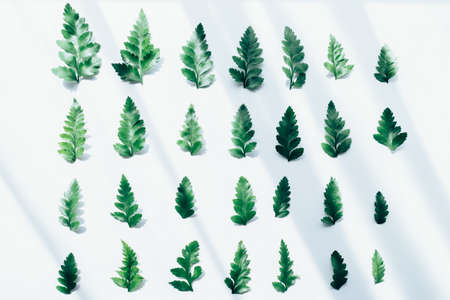 Creative layout made of green leaves. Flat lay. Nature conceptの写真素材