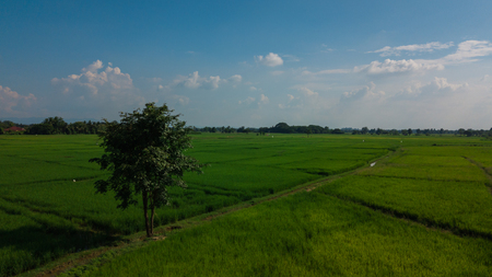 Top view of the rice paddy fields in northern Thailandの写真素材