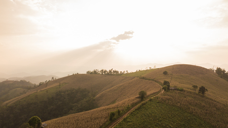 Top view of the rice paddy fields in northern Thailandの写真素材