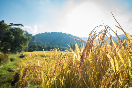 close up of yellow green rice field in Thailand の写真素材