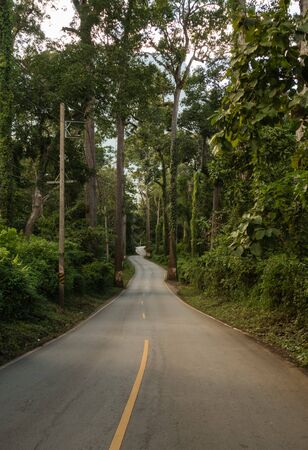 Aerial top view top view of the road through the trees, の写真素材