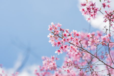Cherry flower Prunus cerasoides,Giant tiger flower in Phoo Lom Lo ,Phetchaboon, Thailand.の写真素材