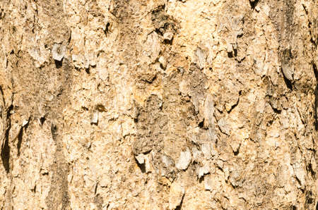 Burma padauk bark texture,bark pattern