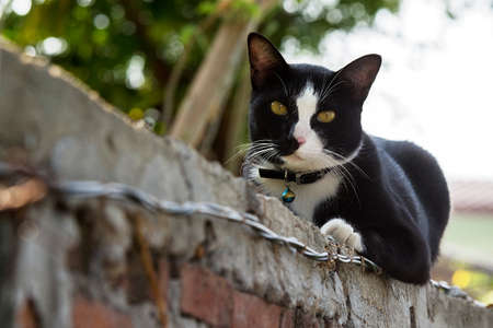 black and white cats on brick wallの写真素材