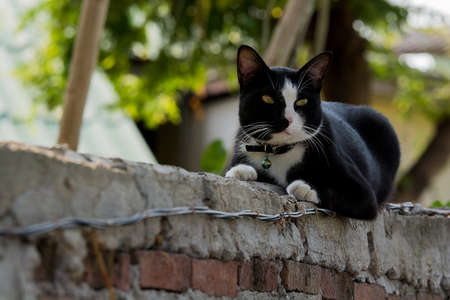 black and white cats on brick wallの写真素材
